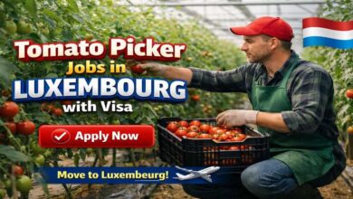 Tomato Picker Jobs in Luxembourg with Visa