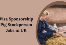 Visa Sponsorship Pig Stockperson Jobs in UK